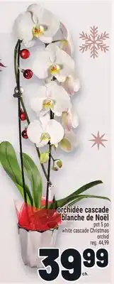 Metro ORCHIDÉE CASCADE BLANCHE DE NOËL | WHITE CASCADE CHRISTMAS ORCHID offer