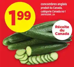 Maxi CONCOMBRES ANGLAIS offer