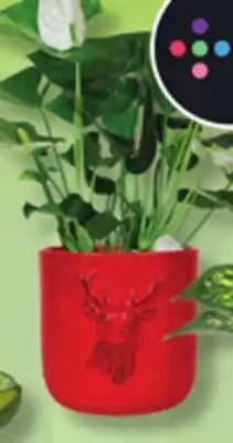 IGA LES INDISPENSABLES AGLAONEMA, ANTHURIUM, AQUATIC PACHERA OR PHILODENDRON offer