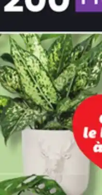 IGA AGLAONEMA, ANTHURIUM, AQUATIC PACHERA OR PHILODENDRON offer