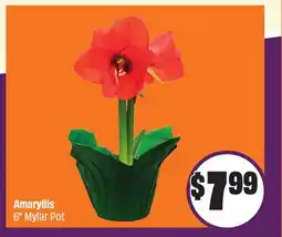FreshCo Amaryllis 6 Mylar Pot offer