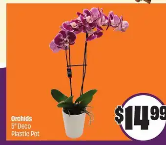 FreshCo Orchids 5 Deco Plastic Pot offer