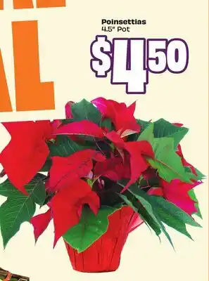 FreshCo Poinsettias 4.5 Pot offer