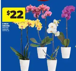 Real Canadian Superstore 5 INCH ORCHID offer