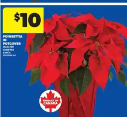Real Canadian Superstore POINSETTIA IN POTCOVER, 6 INCH offer