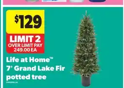 Real Canadian Superstore LIFE AT HOME 7' GRAND LAKE FIR POTTED TREE offer