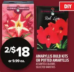 Metro AMARYLLIS BULB KITS OR POTTED AMARYLLIS offer