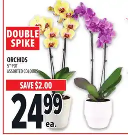 Metro DOUBLE SPIKE ORCHIDS offer