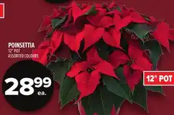 Metro POINSETTIA offer