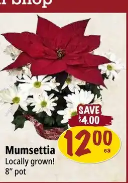 Farm Boy Mumsettia offer