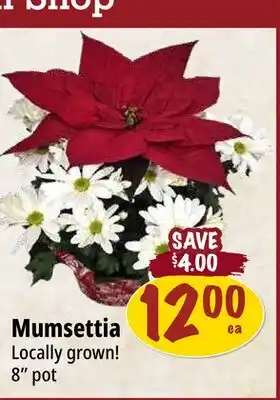 Farm Boy Mumsettia offer