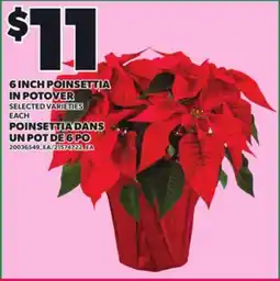 Independent Grocer 6 INCH POINSETTIA IN POTOVER offer