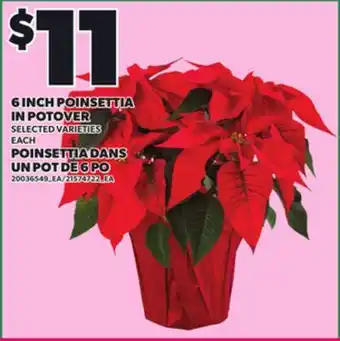 Independent Grocer 6 INCH POINSETTIA IN POTOVER offer
