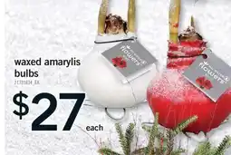 Fortinos WAXED AMARYLIS BULBS offer