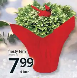 Fortinos FROSTY FERN, 4 inch offer