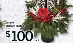 Fortinos JUMBO HOLIDAY PLANTER offer