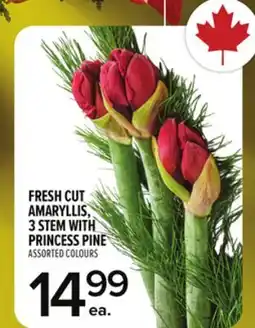 Metro FRESH CUT AMARYLLIS, 3 STEM WITH PRINCESS PINE offer