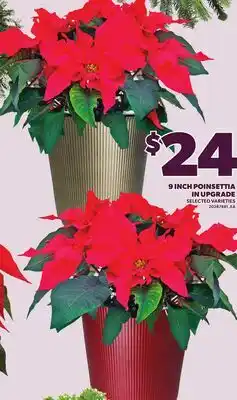 Loblaws 9 INCH POINSETTIA IN UPGRADE offer