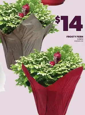 Loblaws FROSTY FERN, 6 INCH offer