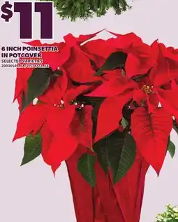 Loblaws 6 INCH POINSETTIA IN POTCOVER offer