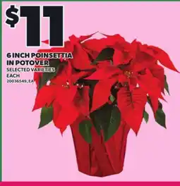 Loblaws 6 INCH POINSETTIA IN POTOVER, EACH offer