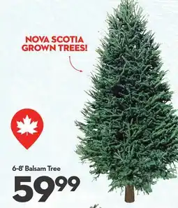 Longo's 6-8' Balsam Tree offer