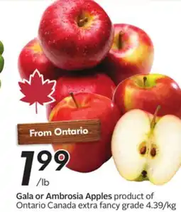 Sobeys Gala or Ambrosia Apples offer