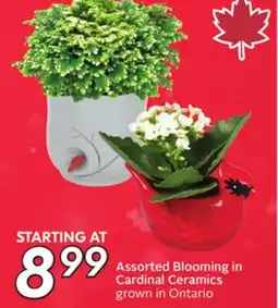 Sobeys Assorted Blooming in Cardinal Ceramics offer