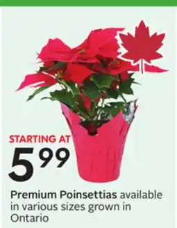 Sobeys Premium Poinsettias offer