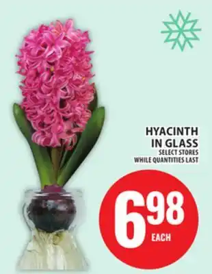 Food Basics HYACINTH IN GLASS offer