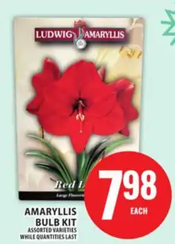 Food Basics AMARYLLIS BULB KIT offer