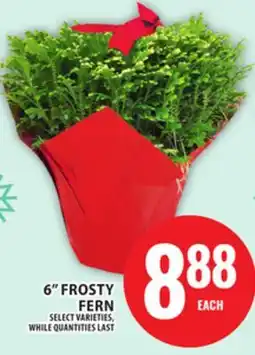 Food Basics 6 FROSTY FERN offer