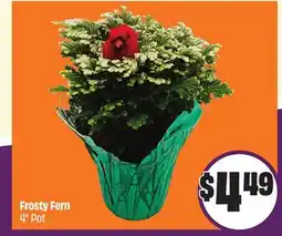Chalo FreshCo Frosty Fern 4 Pot offer