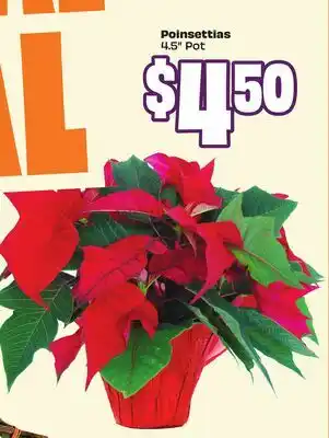 Chalo FreshCo Poinsettias 4.5 Pot offer
