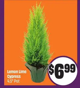 Chalo FreshCo Lemon Lime Cypress 4.5 Pot offer