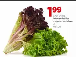 Avril laitue en feuilles rouge ou verte bios offer