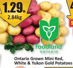 Starsky Ontario Grown Mini Red, White & Yukon Gold Potatoes offer