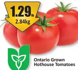 Starsky Ontario Grown Hothouse Tomatoes offer