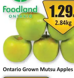 Starsky Ontario Grown Mutsu Apples offer