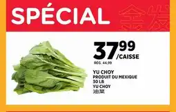 Kim Phat YU CHOY offer