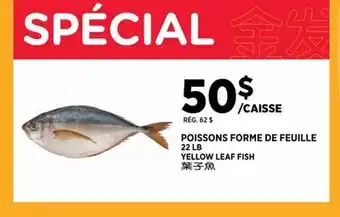 Kim Phat YELLOW LEAF FISH offer