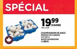 Kim Phat WHITE MUSHROOMS offer