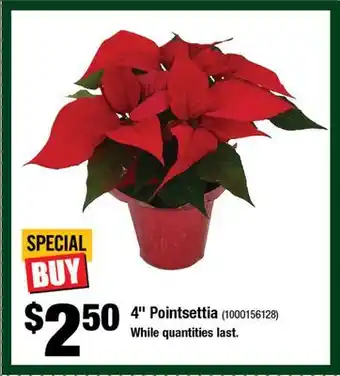 Home Depot 4 Poinsettia offer