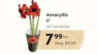 Marche Leo's Amaryllis offer