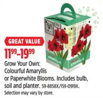 Canadian Tire Colourful Amaryllis or Paperwhite Blooms offer