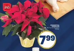 Marché Bonichoix POINSETTIA offer