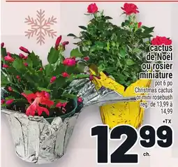 Metro CACTUS DE NOËL OU ROSIER MINIATURE | CHRISTMAS CACTUS OR MINI ROSEBUSH offer