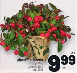 Metro PLANTE GAULTHERIA | GAULTHERIA PLANT offer