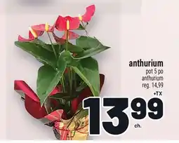 Metro ANTHURIUM | ANTHURIUM offer