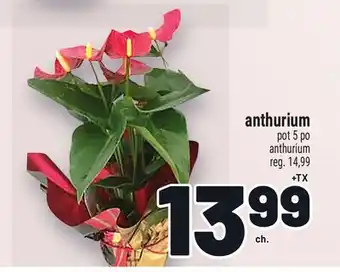 Metro ANTHURIUM | ANTHURIUM offer